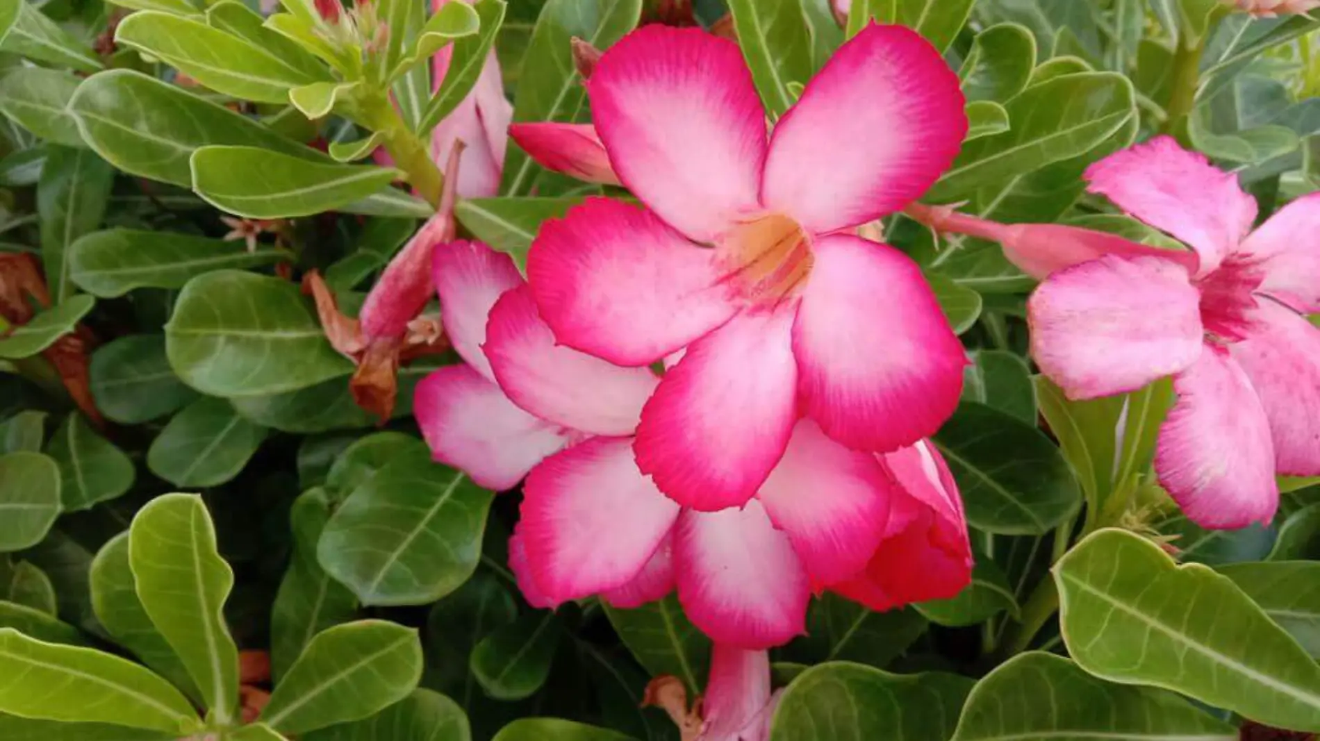 Flor del desierto